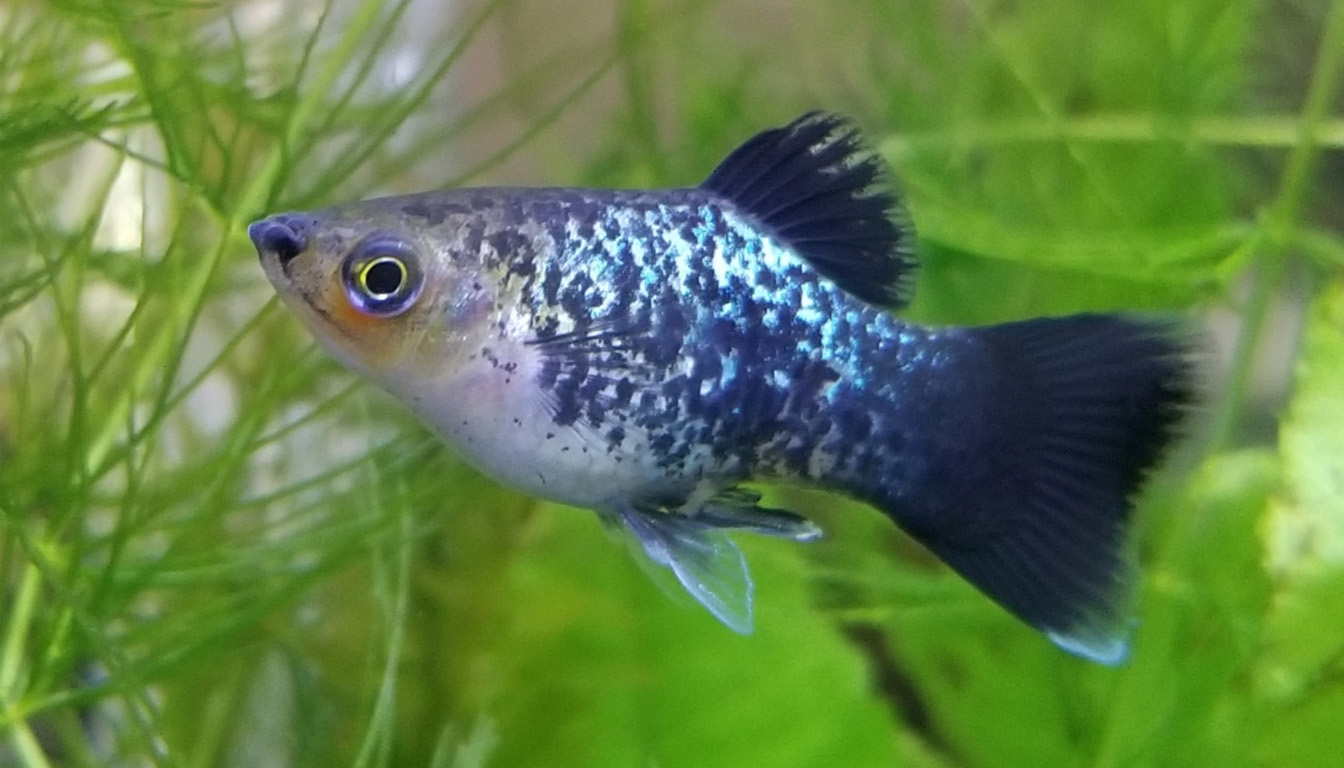 Platy Fish Species Profile - All About Tropical Fish